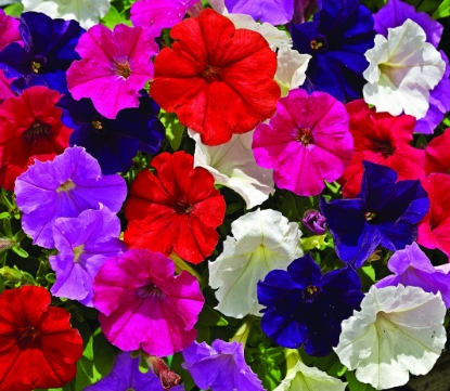 Picture of Petunia - Multiflora Picobella F1